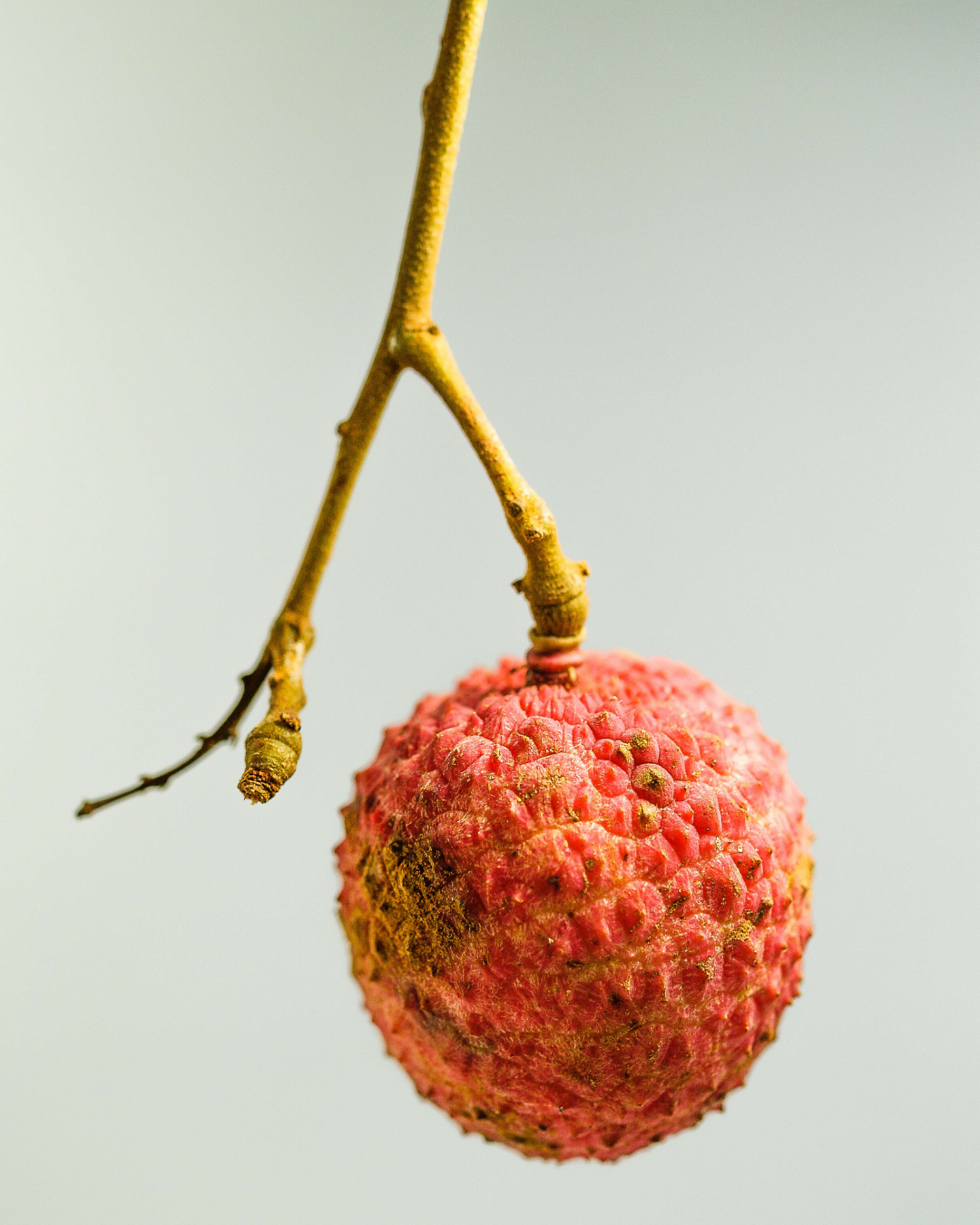 Fresh lychee fruit on the branch, the inspiration behind Naked Goat Oil to Milk Body Wash fragrance